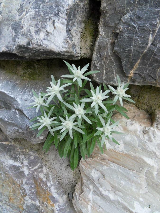 Landhaus Rieser Lägenhet Bad Hofgastein Exteriör bild